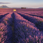 Top 10 luxury wedding venues in Provence provence wedding venues